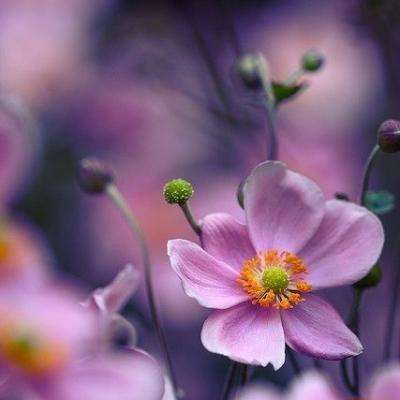 爱体育官方appapp下载